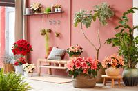 2021-poinsettia-01000-Boho-Green-Living-01_NzAwMTkzMlo